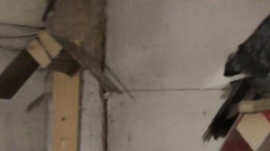 Курские голуби. Обзор моих голубей 13.11.2022 г.