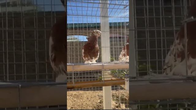 Я люблю голубей 24 часа. Двухчубые голуби. Tauben. Pigeons. Palomas. Pombos. 비둘기. کبوترها. الحمائم.