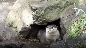 Кто такие Выдры и 7 Причин не заводить Выдру дома!