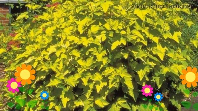 Пузыреплодник калинолистный Лютеус. Краткий обзор, описание physocarpus opulifolius Luteus смотреть онлайн