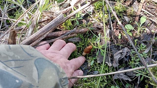 На разведку по грибы 5 апреля 2022 года. смотреть онлайн