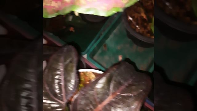 anthurium Black смотреть онлайн
