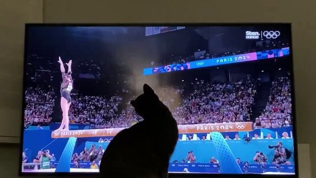 ОН ГЕРОЙ: Кот спас алжирскую гимнастку от падения на Олимпиаде смотреть онлайн