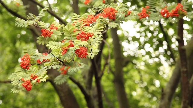 10 класс.Диктант. Рябина смотреть онлайн