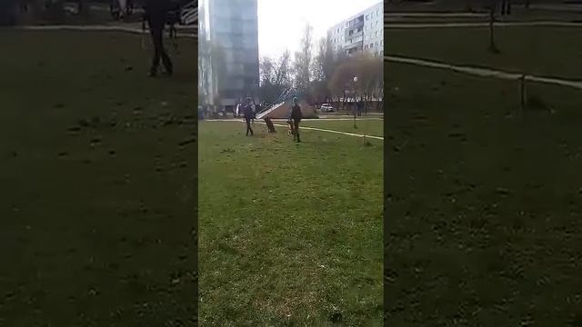 Выступление служебных собак департамента охраны. г.Могилёв №2 смотреть онлайн