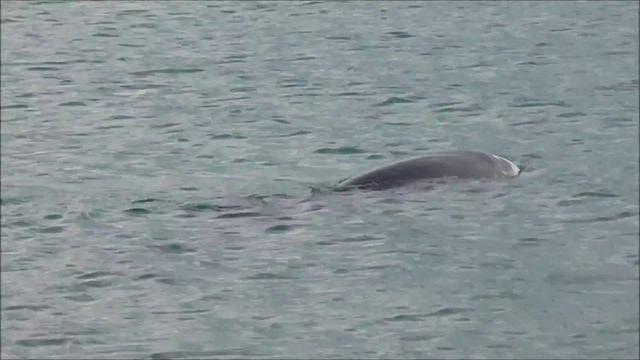 Какие виды дельфинов обитают в черном море? Дельфины в море. Дельфины черного моря. смотреть онлайн