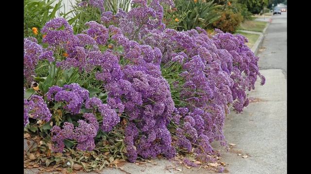 Кермек – модное украшение сада смотреть онлайн