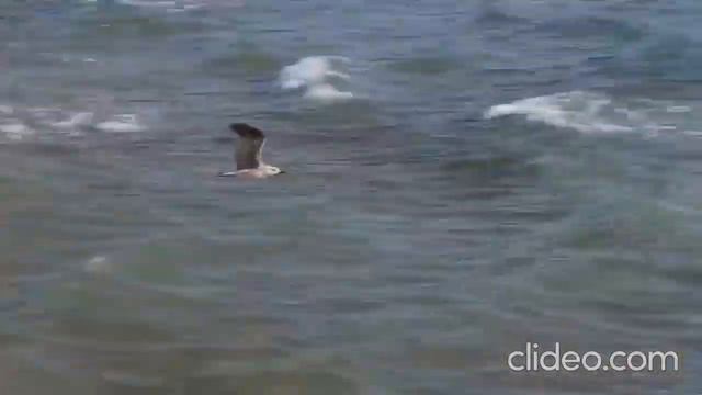 Юрий Тарасов - Я люблю тебя и море! смотреть онлайн