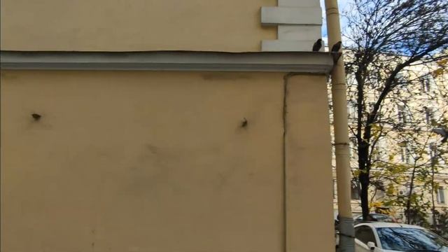 Пеший курьер #ЯНДЕКС СПб | Отпуск позади | Работаю слот с почасовой выплатой | Стабильность #Яндекс смотреть онлайн