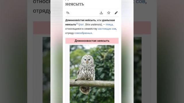 Сова неясыть длиннохвостая смотреть онлайн