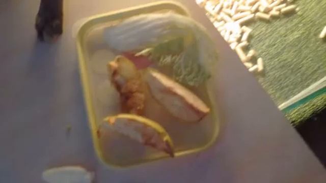 Сухопутные Среднеазиатские Черепахи смотреть онлайн