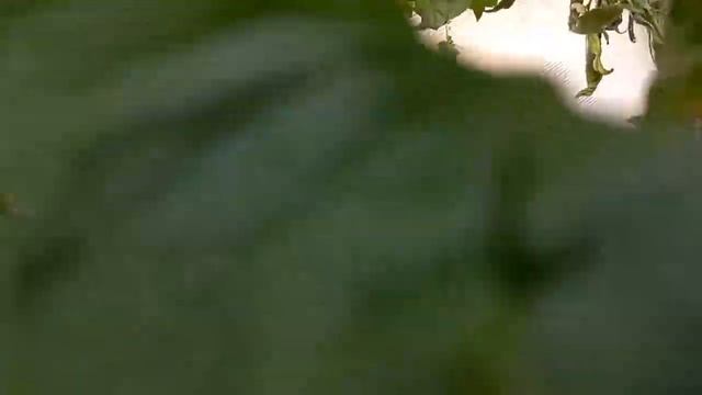 Про грушу Память Яковлева/ Ждем похолодание/ Помидоры смотреть онлайн