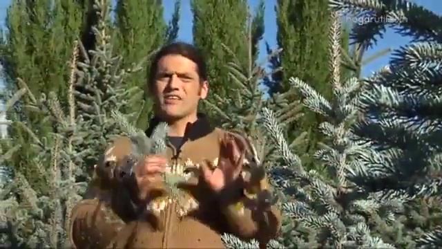 Abeto Azul O Picea Pungens Hoopsii - Decogarden - @Jardinatis