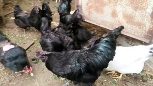 Куры породы Ухейилюй