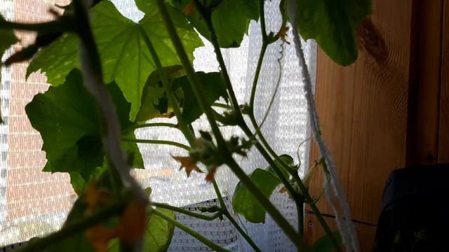 Перец на балконе. Огурцы на балконе. Как все растет дальше. смотреть онлайн