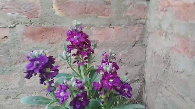 🌱How to save next 🌾month stock flowers plants смотреть онлайн