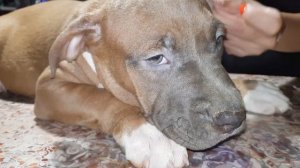 Как клеить некупированные уши стаффу