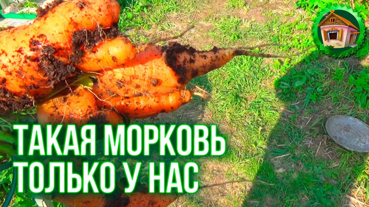 Лучший сорт моркови в огороде. Ремонт Пристроя Завершён. Ягода Калина И Рябина. 98 серия смотреть онлайн