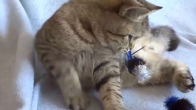 Fritz Golden Tabby British Shorthair 5 Months