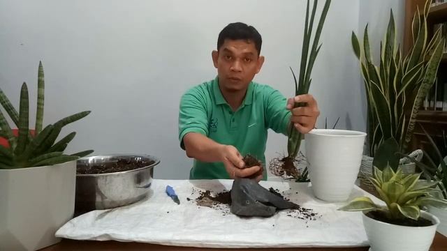 Repotting Sansevieria Trifasciata Parva Stick
