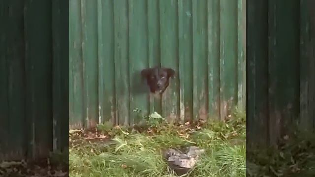 Собака застряла в текстуре