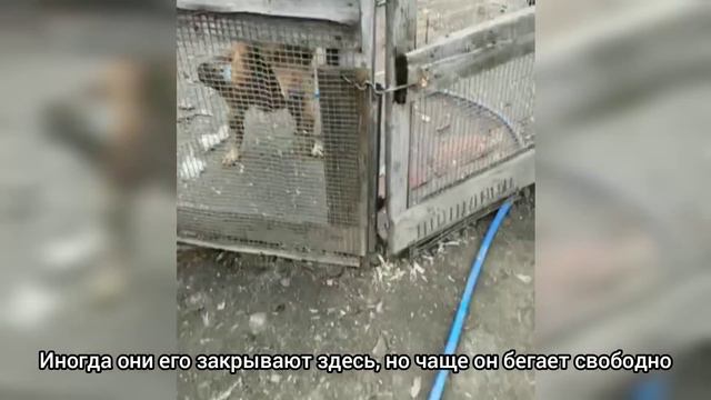 ЧТО СЛУЧИЛОСЬ С ИСХУДАВШИМ ПСОМ СПУСТЯ 2 МЕСЯЦА😶 смотреть онлайн