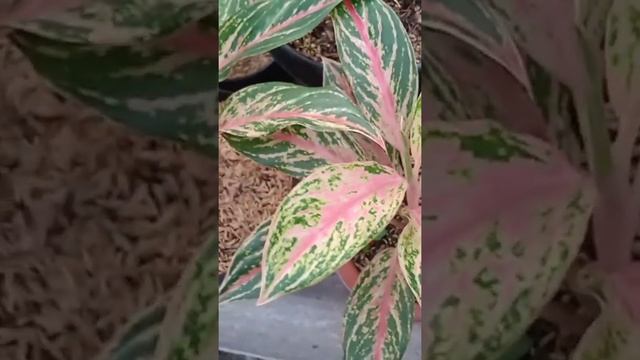 (Eps.75) Aglaonema Butterfly ? смотреть онлайн