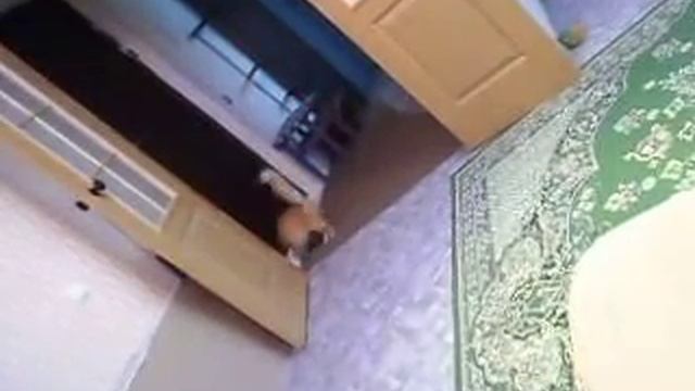 Что котенок вытворяет, офигеть как круто)))))))))))))))))) смотреть онлайн