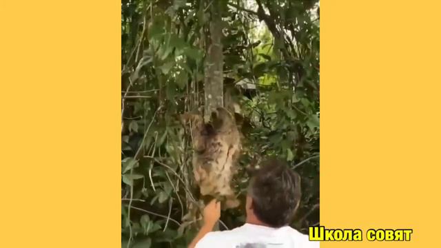СКОРОЧТЕНИЕ.АВСТРАЛИЯ смотреть онлайн