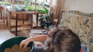 Черенкование сосны горной.  Часть 2.