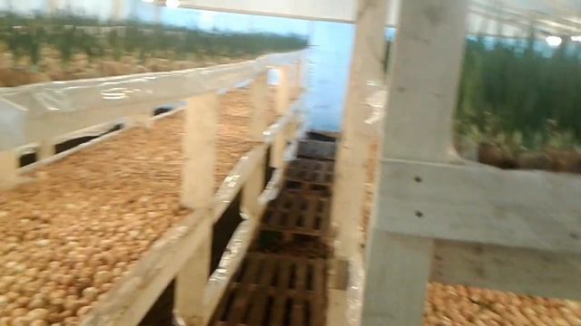 15-й день посадки лука на перо. Ждем очередного оптовика. Уборка через 4 дня смотреть онлайн