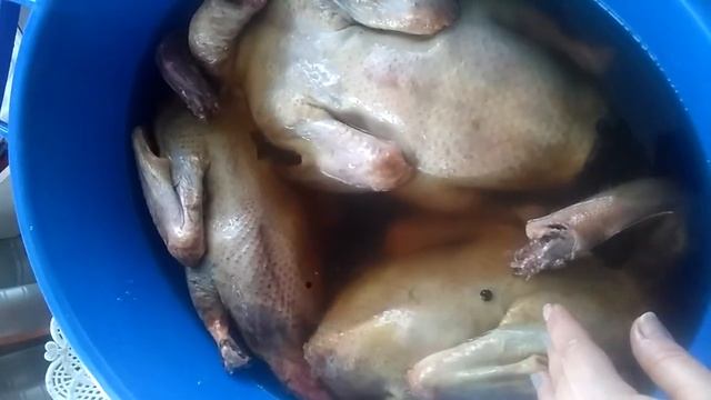 Горячее копчение индоутки