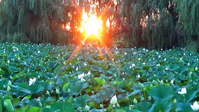 Лотосы в Краснодарском крае, станица Динская, август 2020 смотреть онлайн