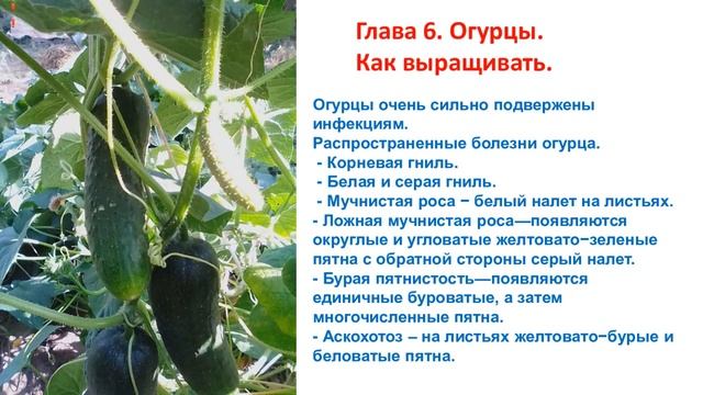 Как получить богатый урожай экологически чистых овощей. смотреть онлайн