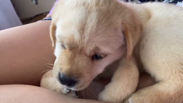 Щенок лабрадор ретривер 😍 Наша Саманта 🥰 1 месяц. 19 августа 2022 год 👏🏼