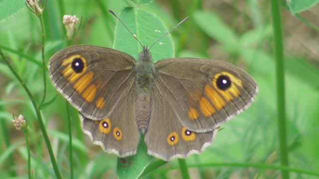 Бабочка. Буроглазка большая ( Lasiommata maera ) смотреть онлайн