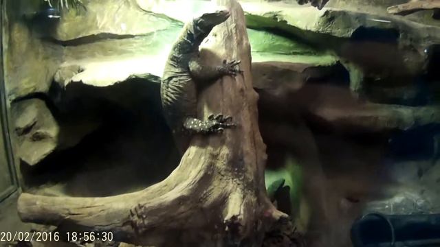 Зоопарк ekzo Zoo ekzo смотреть онлайн