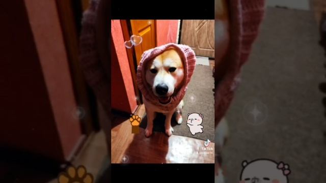 СОБАКА-МОНАКО))
Https://rutube.ru/channel/30334194/