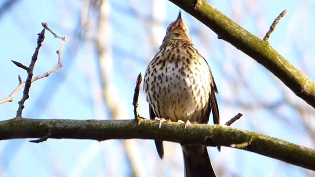 Song Thrush Singing Panasonic Lumix Fz 72 Video