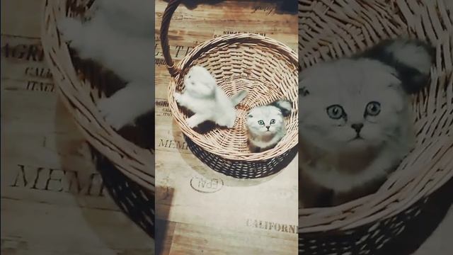 серебристые шиншиллы голубые и изумрудные глаза смотреть онлайн