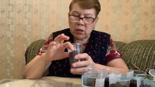 Перцы,томаты гномы взошли.Сеяла в туалетной бумаге. смотреть онлайн