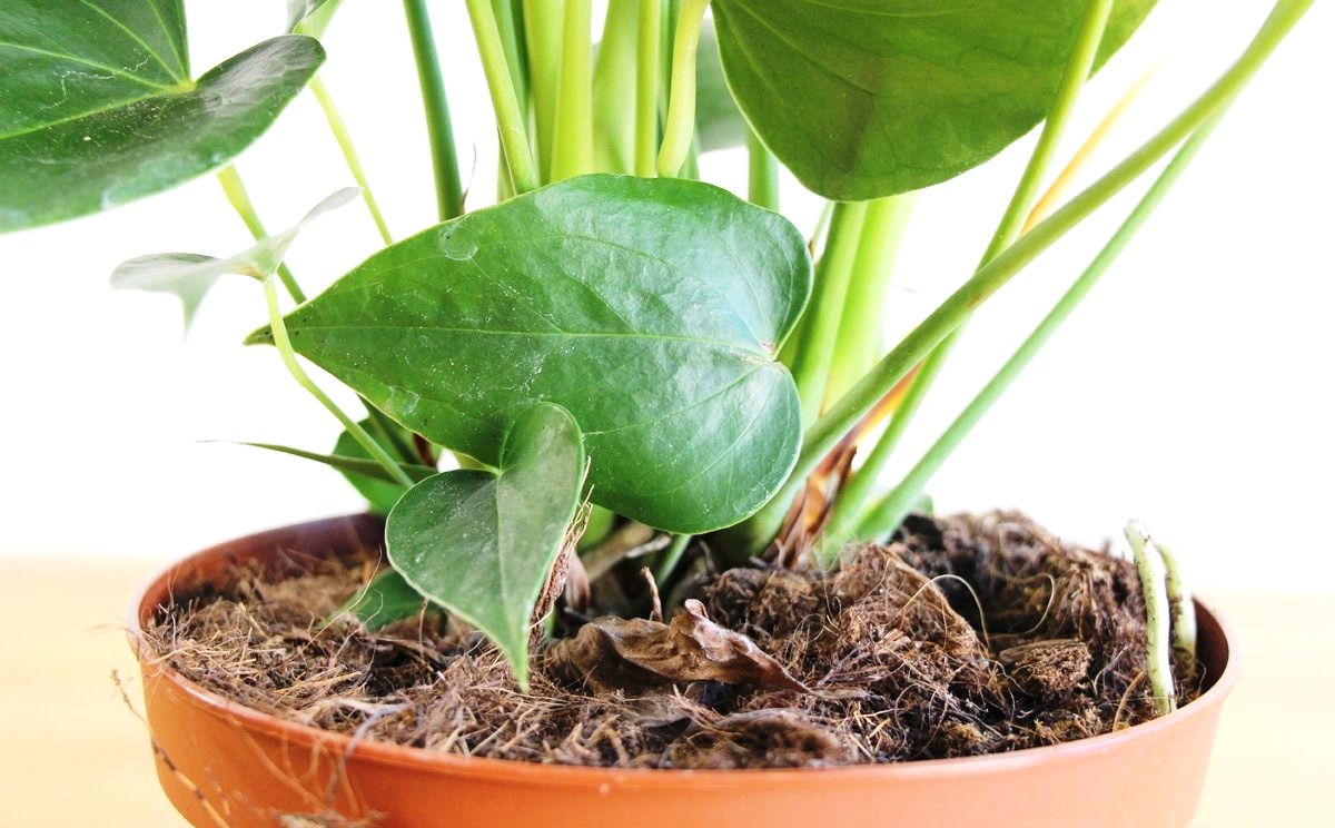 Грунт для антуриума: какая земля нужна для мужского счастья и какой готовый состав почвы подойдет? смотреть онлайн