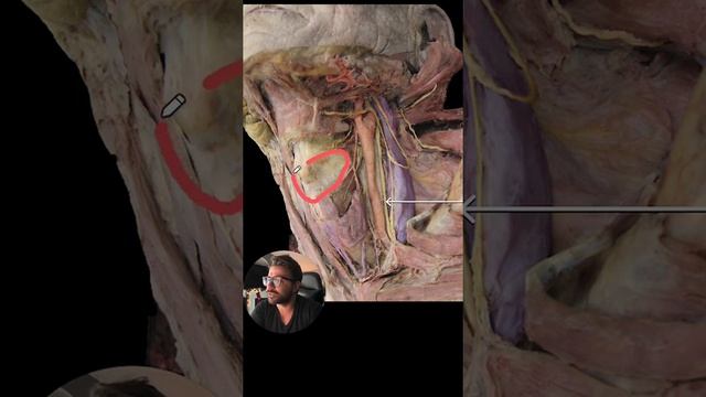 Med School Question - Can you identify this nerve??? смотреть онлайн