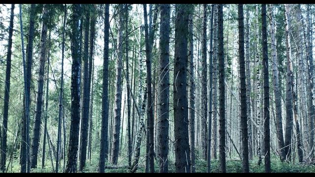 Е Благинина Кукушка #стихидлядетей #стихиоприроде #поэты20века смотреть онлайн