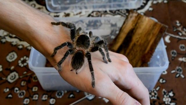 Паук птицеед Lasiodora Parahybana L10 (10-ая линька). Самка. смотреть онлайн