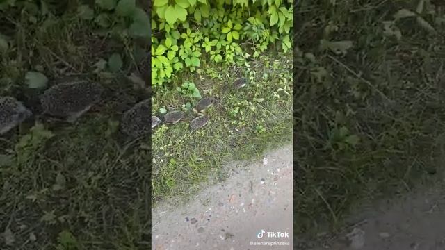 Милая семья ежей смотреть онлайн