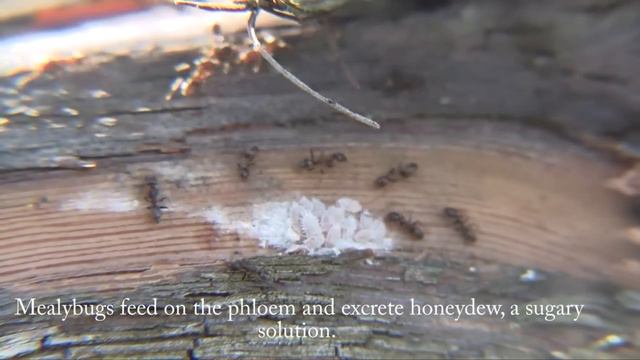 Grape Mealybug Spring Monitoring смотреть онлайн