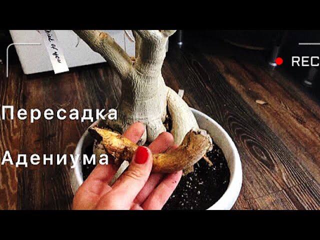 Внеплановая пересадка адениума. смотреть онлайн