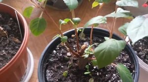 Фуксия засохла. Не спешите выбрасывать.