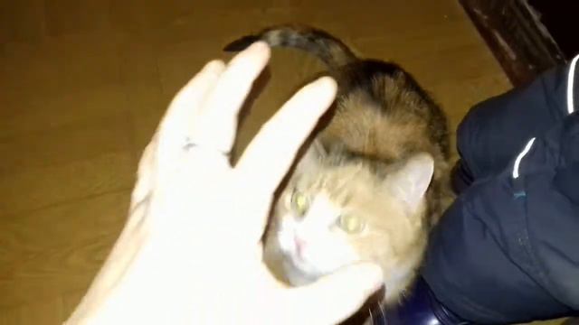 Кошка подтягивается на турнике смотреть онлайн